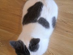 -Cappucimeow猫咪咖啡馆(韦伯时代店)
