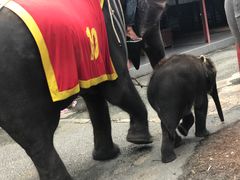 -东芭乐园