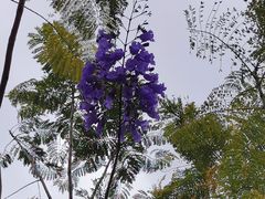 -金鸡山公园