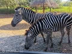 -北京野生动物园