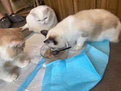 -飞行喵MR PILOT|猫舍·猫咖(静安大融城店)