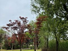 -洋湖国家湿地公园