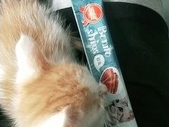 -高德24h动物医院