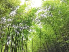 -漫山居私汤民宿全竹宴