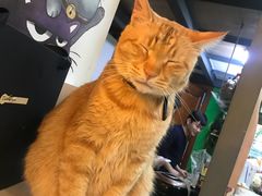 -李小姐の猫咖啡馆(五角场店)