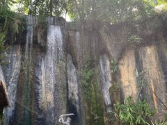 -西双版纳原始森林公园