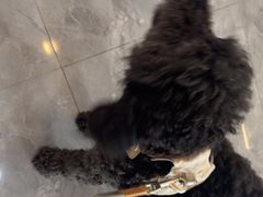 -贝康宠物医院·犬猫全科·小动物特色诊疗中心(东环路店)