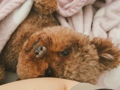 -顺强宠物诊所·狂犬免疫·夜诊·骨科(嘉定店)