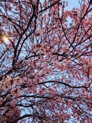 -盘子女人坊古装写真摄影(天津总店)