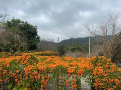 -深圳仙湖植物园
