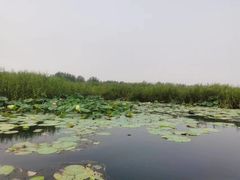 -白洋淀景区