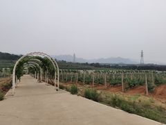 -北京张裕爱斐堡酒庄