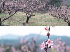 -竹上云想餐厅民宿