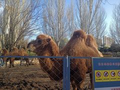 -长白岛森林公园