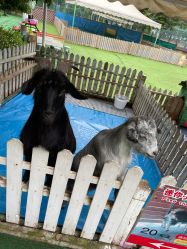 -萌宠亲子动物乐园(槐房万达店)