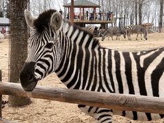 -大连森林动物园