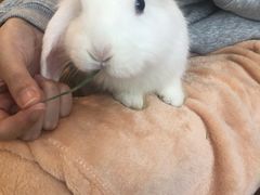 -猫猫幼稚园·撸猫·桌游·电玩