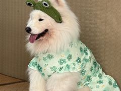 -星多哈·狗咖·拼豆·咖啡