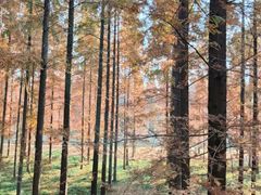 -黄海国家森林公园