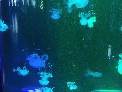 -梦幻海洋王国(吾悦广场张家港店)