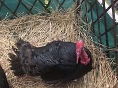 -芒果爆爆(东海缤纷店)