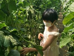 -庞各庄翠芳园西瓜蔬菜基地采摘园