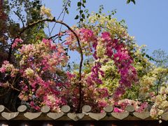 -深圳国际园林花卉博览园