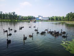 -长春市南湖公园