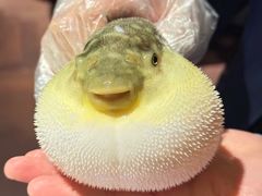 -肆月河豚·淮扬菜·湘菜(华天店)