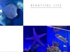 -上海海昌海洋公园