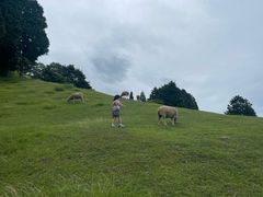 -神户市立六甲山牧场