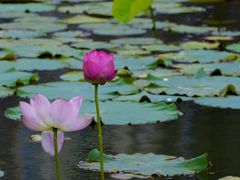 -新江湾城公园