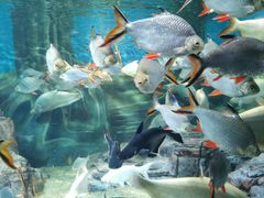 -上海海洋水族馆
