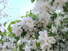 -海棠花溪(元大都城垣遗址公园)