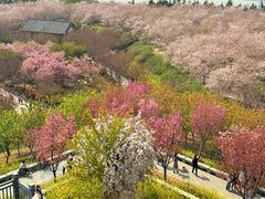 -古柏渡丰乐樱花园