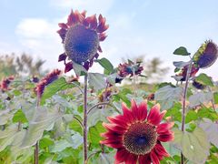 -花开海上生态园