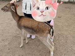 -北京麋鹿生态实验中心