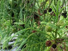 -东天目山风景区