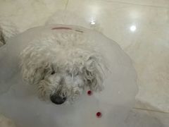 -宠颐生中康贝怡动物医院