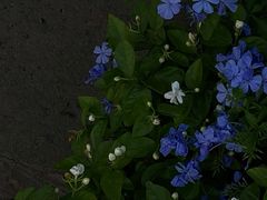 -金陵花卉交易市场