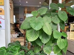 -叶太YETAI(良库店)