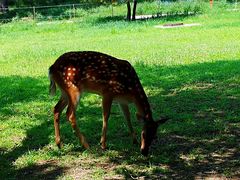 景点-承德避暑山庄景区