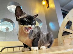 -豆逗聊愈猫阁Easy Life