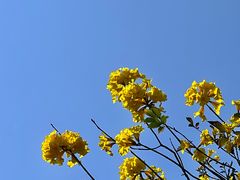 -王借岗森林公园