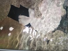 -蓝珊甄选海鲜自助·火锅大排档(近阿那亚店)