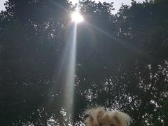 -良成狗狗乐园