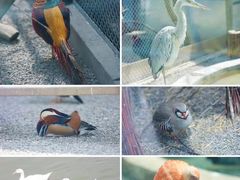 -青藏高原野生动物园