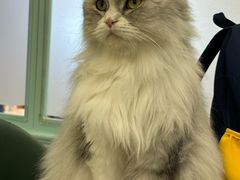 -安格丽娜·狗咖·猫咖羊驼咖(春熙路百盛商场店)