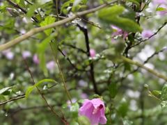 -普陀山风景名胜区-法雨禅寺