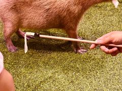 -正佳雨林生态植物园